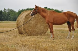 first star touraine cheval